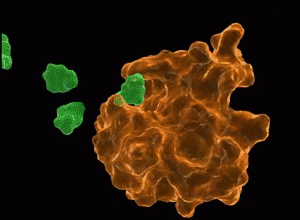 ENZYME